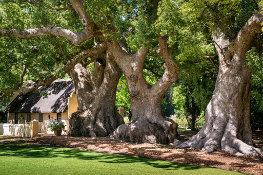 Vergelegen Wine Estate with its famous camphor trees - Cinnamomum camphora