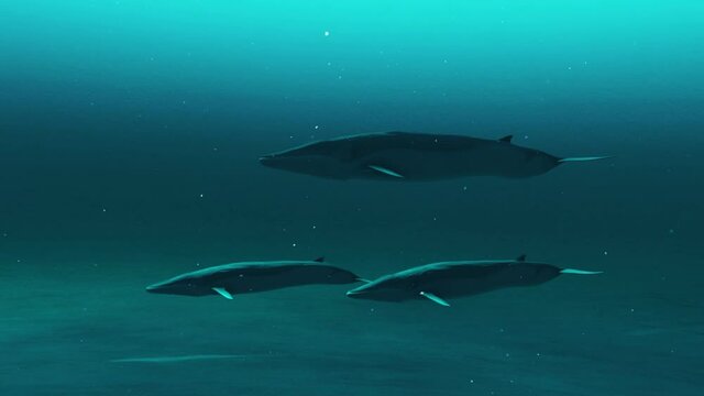 An animation of a group of rorqual whales swimming underwater