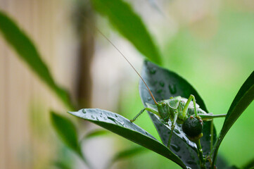 Vert sur Vert