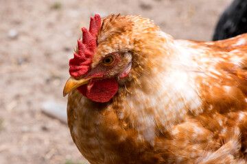 Front view portrait of brightly colored cockerel face. Colorful rooster with a beautiful head close-up.