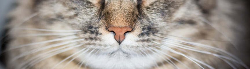 Naklejka na ściany i meble Cat nose close up