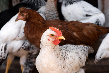 Front view portrait of brightly colored cockerel face. Colorful rooster with a beautiful head close-up.