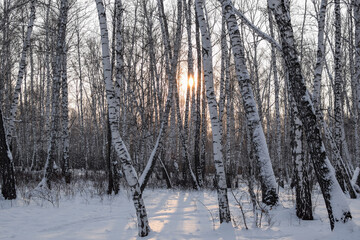 Beautiful winter sunset in a birch forest. The bright sun illuminates the trees. Horizontal photography. Copy space.