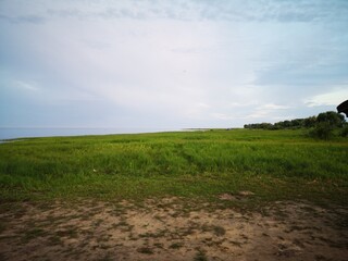 the sandy shore of Lake Ilmen waves the wind of the sky