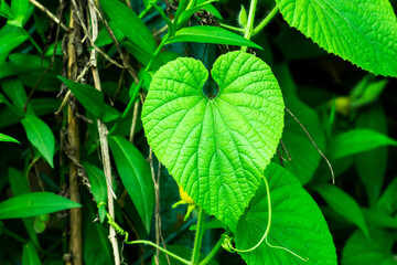 Ipomoea ochracea green leaf form of heart growth in garden