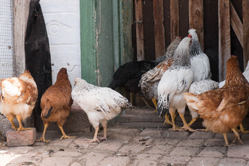 Complimentary assortment of chicken at a traditional poultry farm