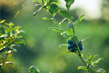 Blueberry organic farm ready for harvesting.