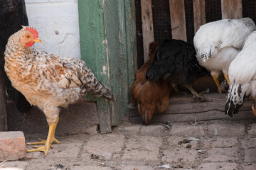 Complimentary assortment of chicken at a traditional poultry farm