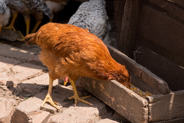 Complimentary assortment of chicken at a traditional poultry farm