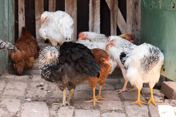 Complimentary assortment of chicken at a traditional poultry farm