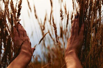 A new hope and new window concept, woman holding wheat in nature.