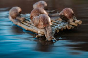 Journey of snails