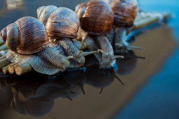 Journey of snails