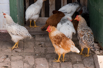 Complimentary assortment of chicken at a traditional poultry farm