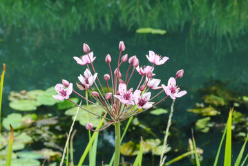 Close Up of Pink Flowers beside Calm Surface of Canal with Water Lilies