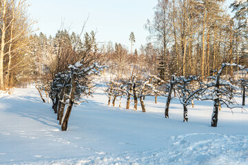 Apple orchard in winter. Apple trees under the snow