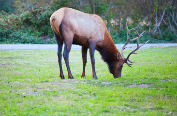 Elk