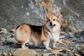 Charming little short legged British Shepherd. Popular breed of dog is corgi. Welsh Corgi Pembroke tricolor on beach, side view in stand.