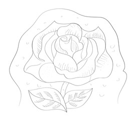 vector illustration of rose in graphic. abstract art with rose, rose tattoo