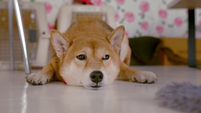 Closeup, Slow motion – A lonely purebred brown Shiba dog laying on the floor, impatiently waiting for its owner.  Left alone at home concept.