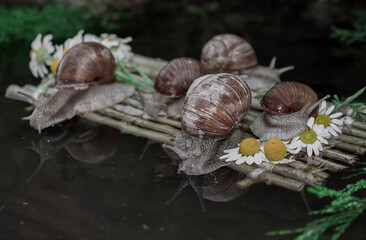 Journey of snails