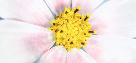 Yellow center of white beautiful cosmea flower showing fibonacci pattern.