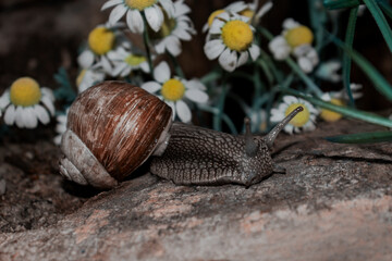 Journey of snails
