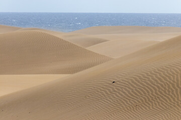 Fototapeta na wymiar Desert dunes and the Ocean