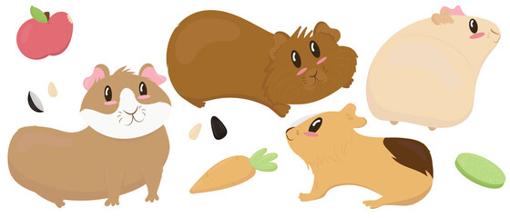 set of cute guinea pigs - beige, brown, ginger, smooth-haired and shaggy, cute pet rodent, vector illustration in flat style