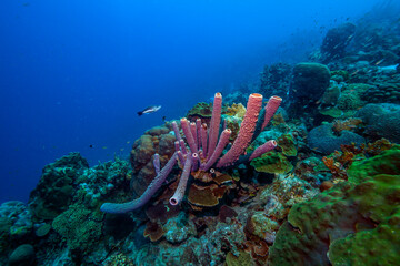 Caribbean coral garden