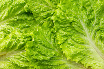 Green lettuce leaves texture background