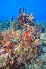 Caribbean coral garden