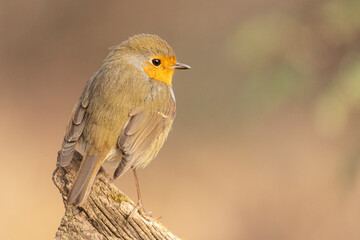 Pettirosso impettito in inverno
