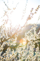 광양 청매실 농원의 풍경