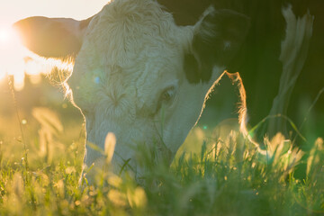 Hereford cow eating grass