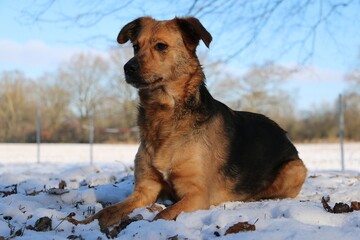 beautiful mixed dog is lying in the snow in the garden