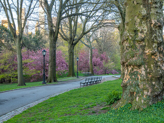 Japanese cherry tree in spring