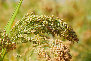 Plant of Panicum Miliaceum, commonly known as Proso Millet or Common Millet, on a blurry yellow green color background, close up - obrazy, fototapety, plakaty