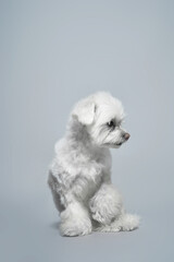 Chinese joyful white lap dog on a gray background with copy space. High quality photo