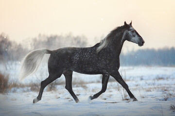 Fototapeta na wymiar Orlov Trotter horse