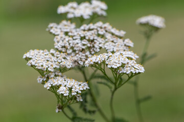 Fototapeta premium Medicinal plant yarrow, Achillea millefolium, white flowers close-up, selective focus.
