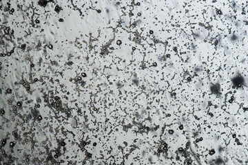 Mold spores under the light microscope, orange peel mold, magnification 100 times