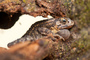 The Swamp Frog with The Rough Skin