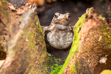 The Swamp Frog with The Rough Skin