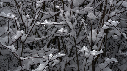 Branches that are snowed and exposed from above