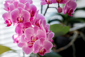 Fototapeta na wymiar Blossom of pink orchids on the windowsill
