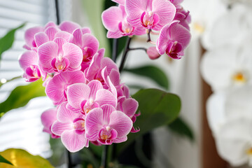 Blossom of pink orchids on the windowsill