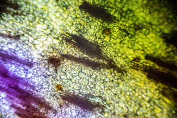 A ginger root under the light microscope