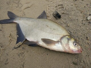 Fishing. A large bream lies on the shore.