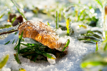 Frozen leaf covered with snow on frozen grass. Close up